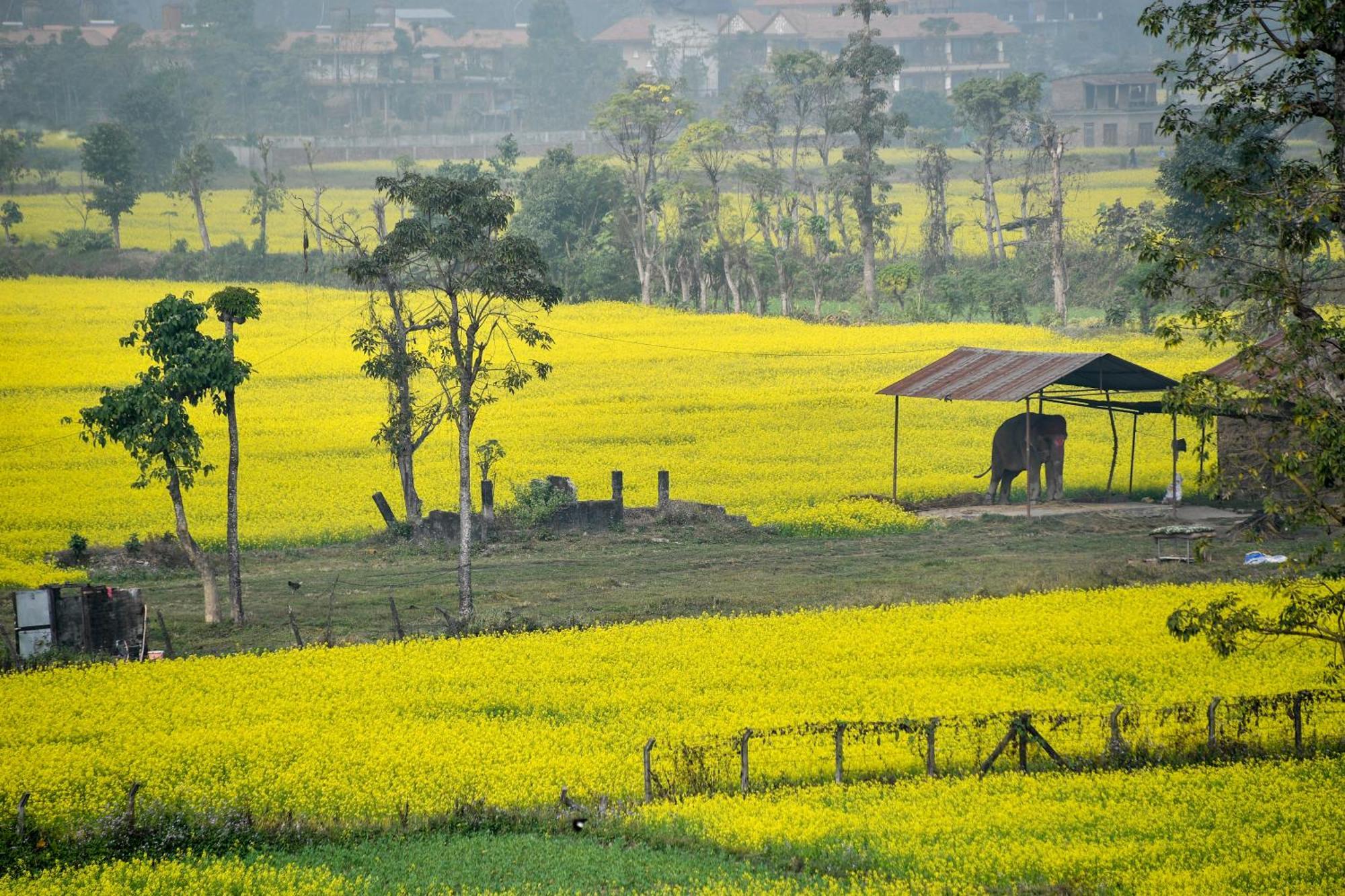 Sweet Home Chitwan Eksteriør bilde